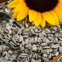 Sunflower Seeds: The Versatile Powerhouse for Your Health (সূর্যমুখী বীজ)