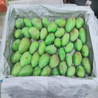 Buy Premium Rajshahi Katimon Mango at Affordable Prices on Our E-commerce Store